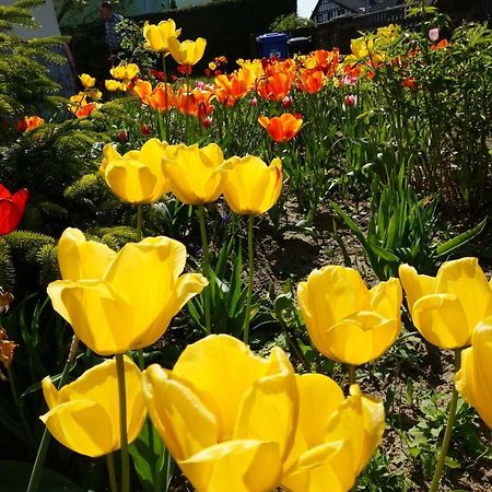 Citynahe Wohnung Festung Ehrenbreitstein 65M² Mit Grossem Garten Koblenz  Bagian luar foto