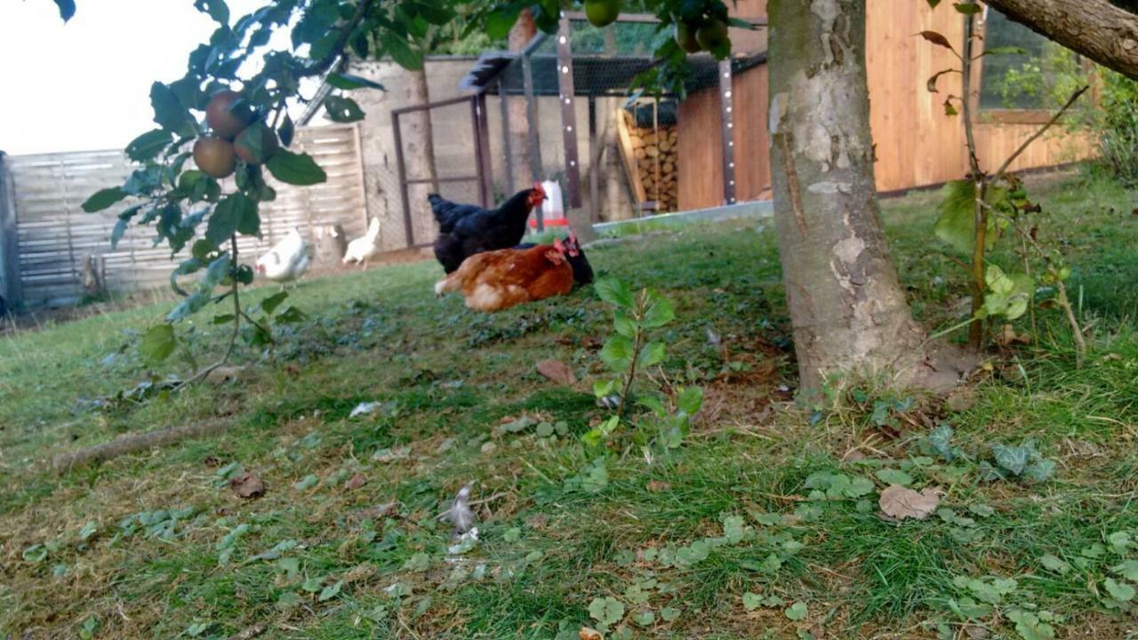 Citynahe Wohnung Festung Ehrenbreitstein 65M² Mit Grossem Garten Koblenz  Bagian luar foto